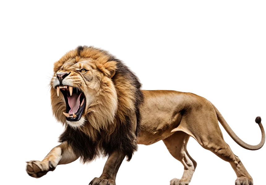 Lion rugissant